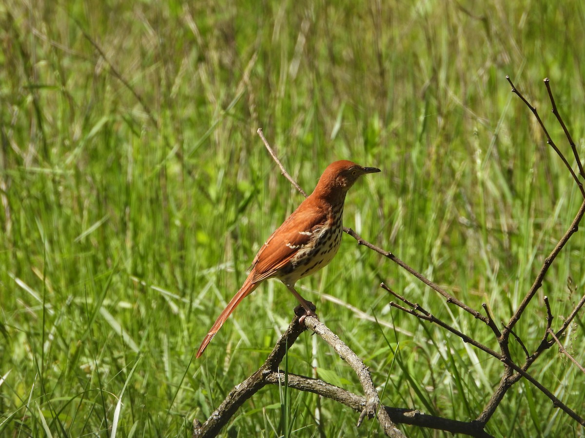 Brown Thrasher - ML635733074