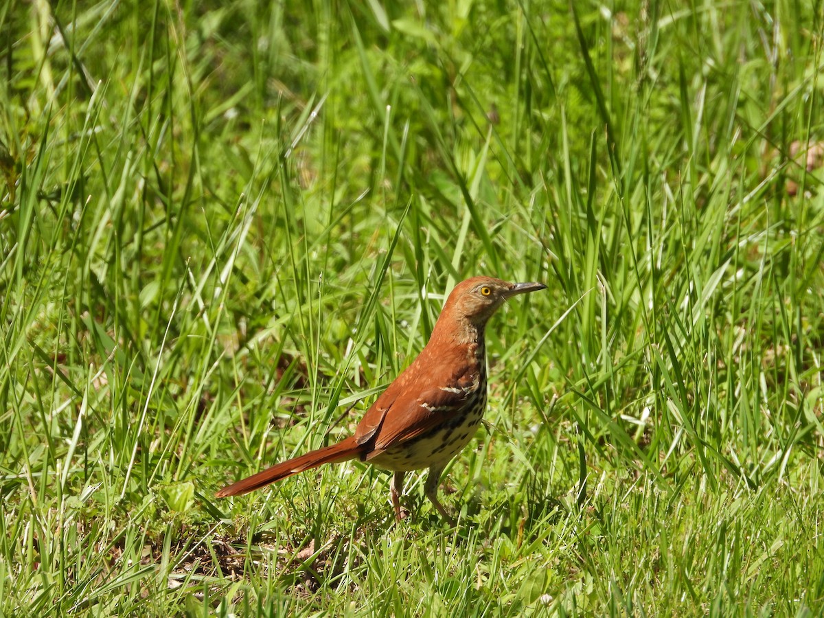 Brown Thrasher - ML635733075