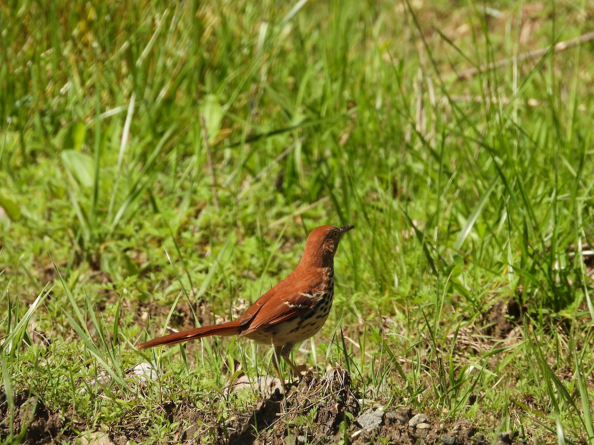 Brown Thrasher - ML635733076
