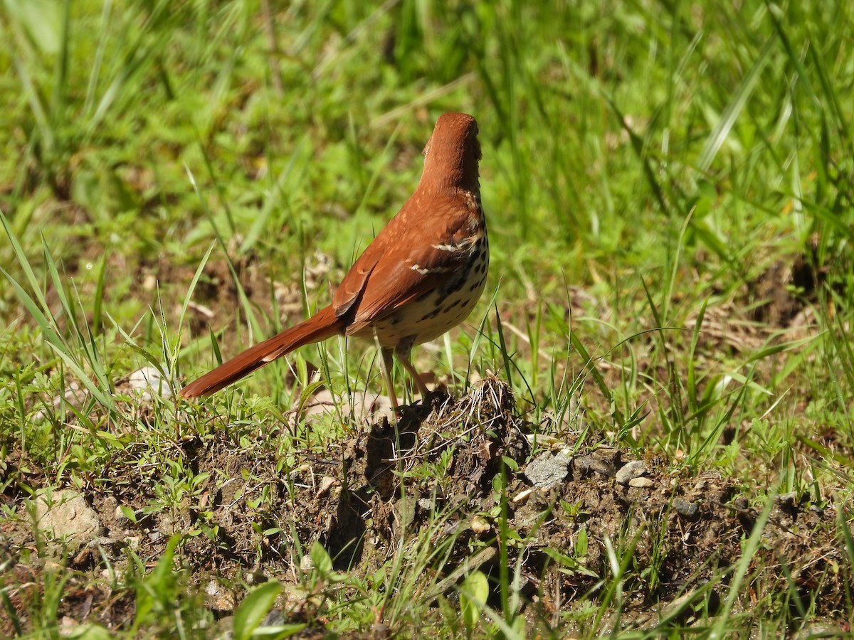 Brown Thrasher - ML635733077
