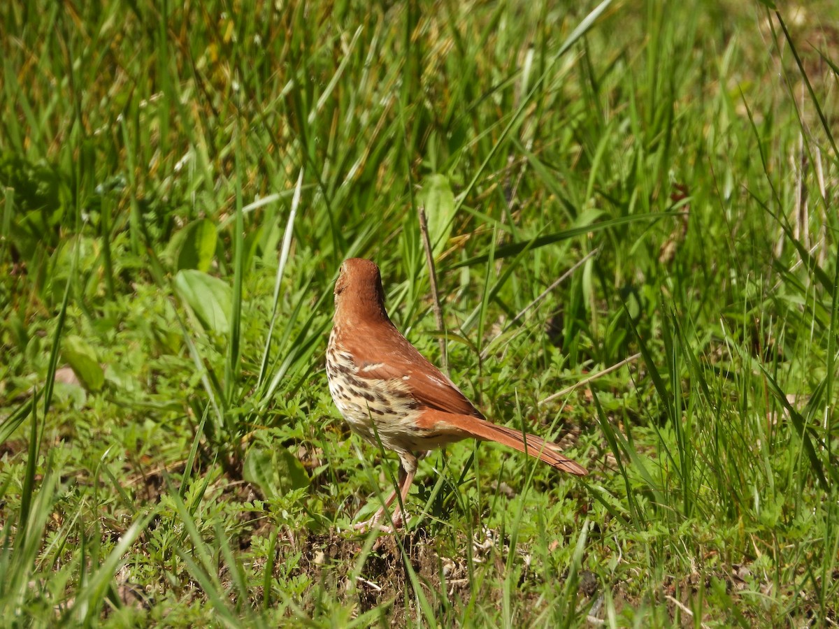 Brown Thrasher - ML635733079
