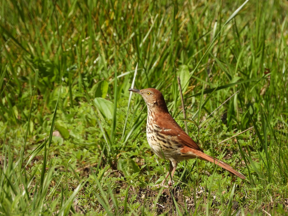 Brown Thrasher - ML635733080