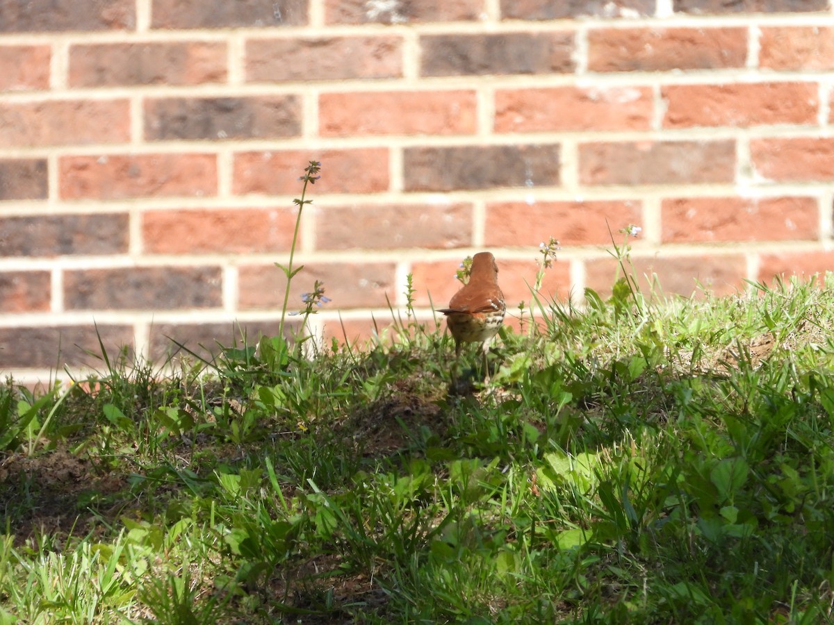 Brown Thrasher - ML635733081
