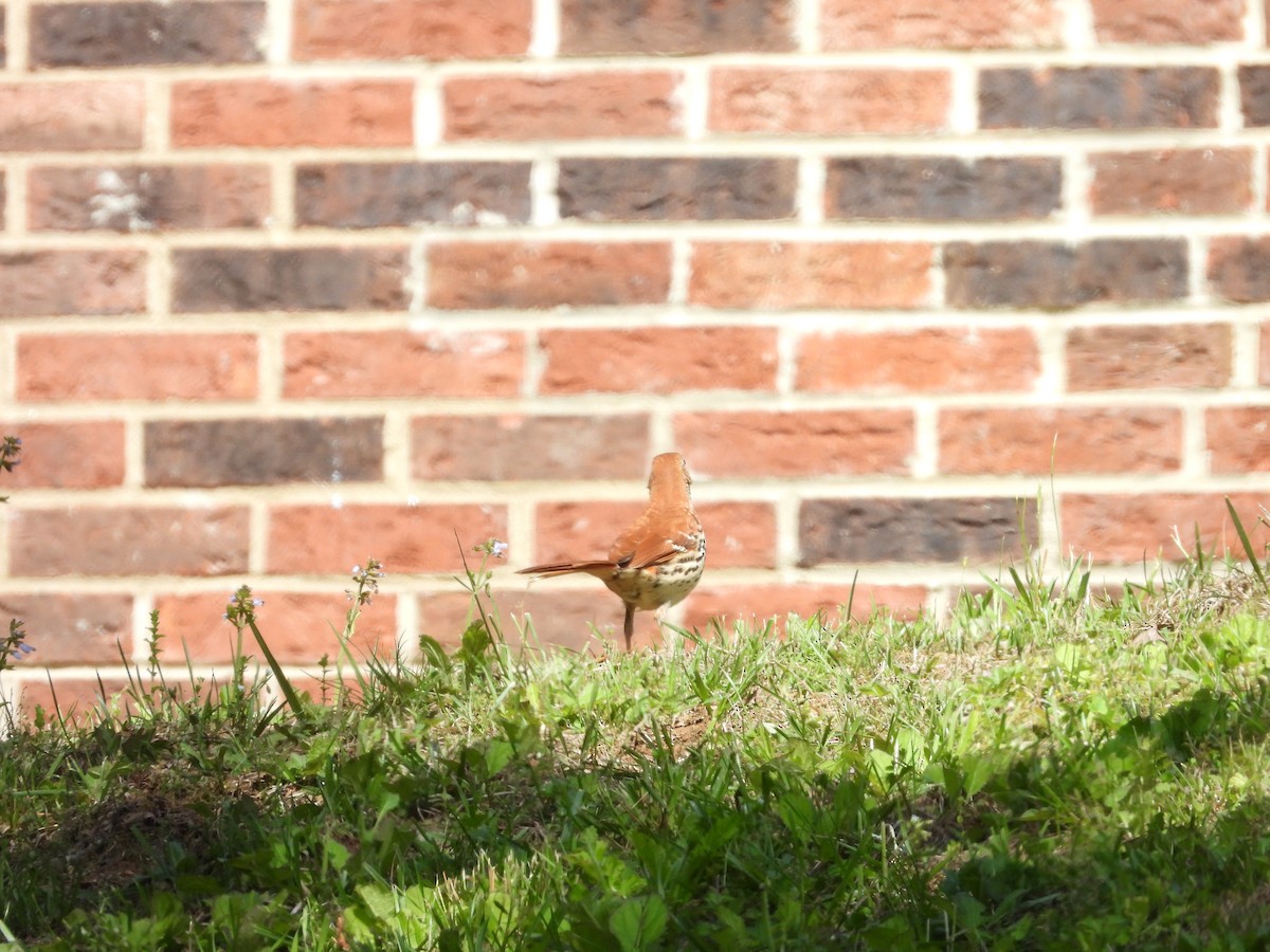 Brown Thrasher - ML635733082