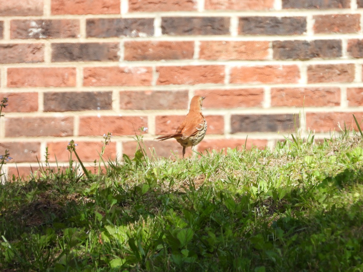 Brown Thrasher - ML635733083