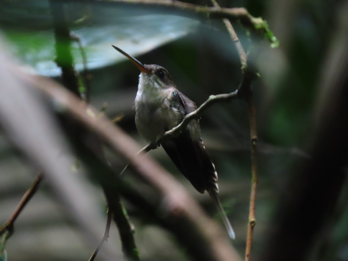 Straight-billed Hermit - ML635733189