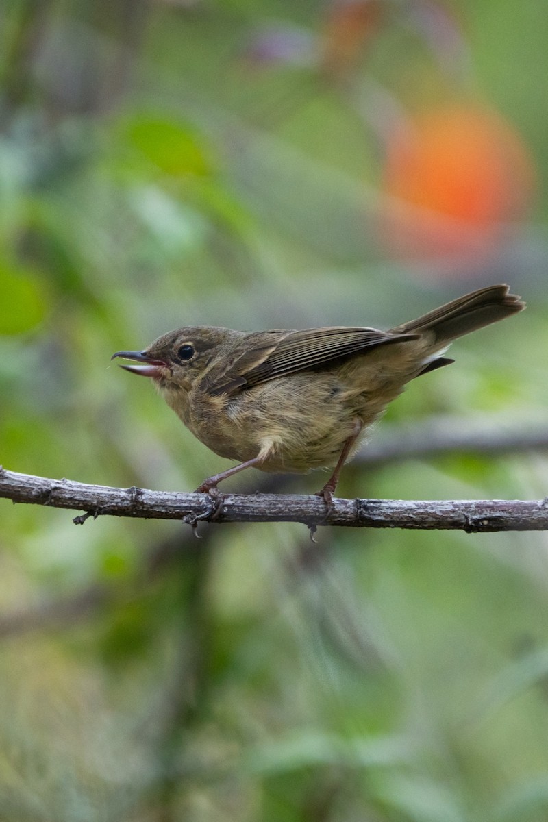 Rusty Flowerpiercer - ML635733201