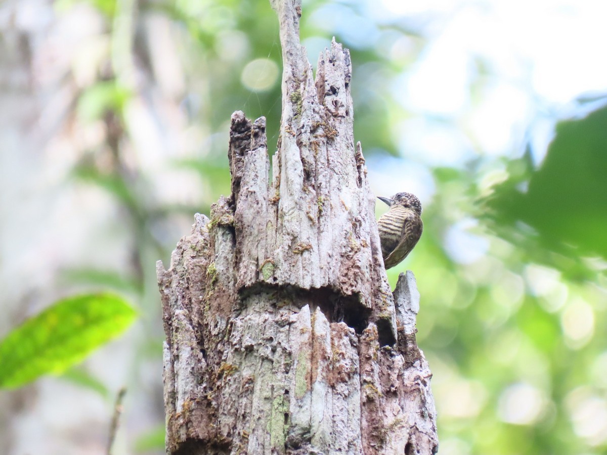 Lafresnaye's Piculet - ML635733205