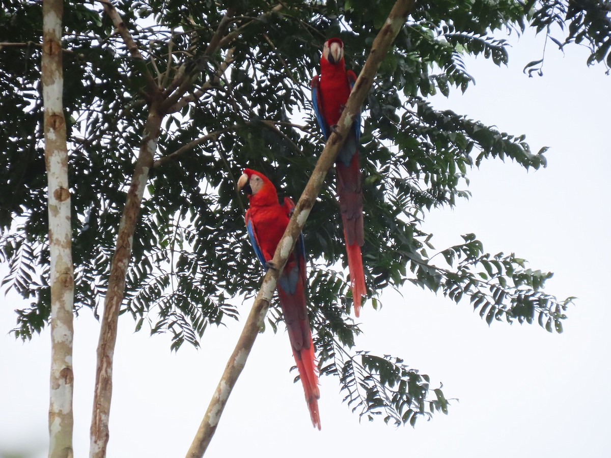 Scarlet Macaw - ML635733215