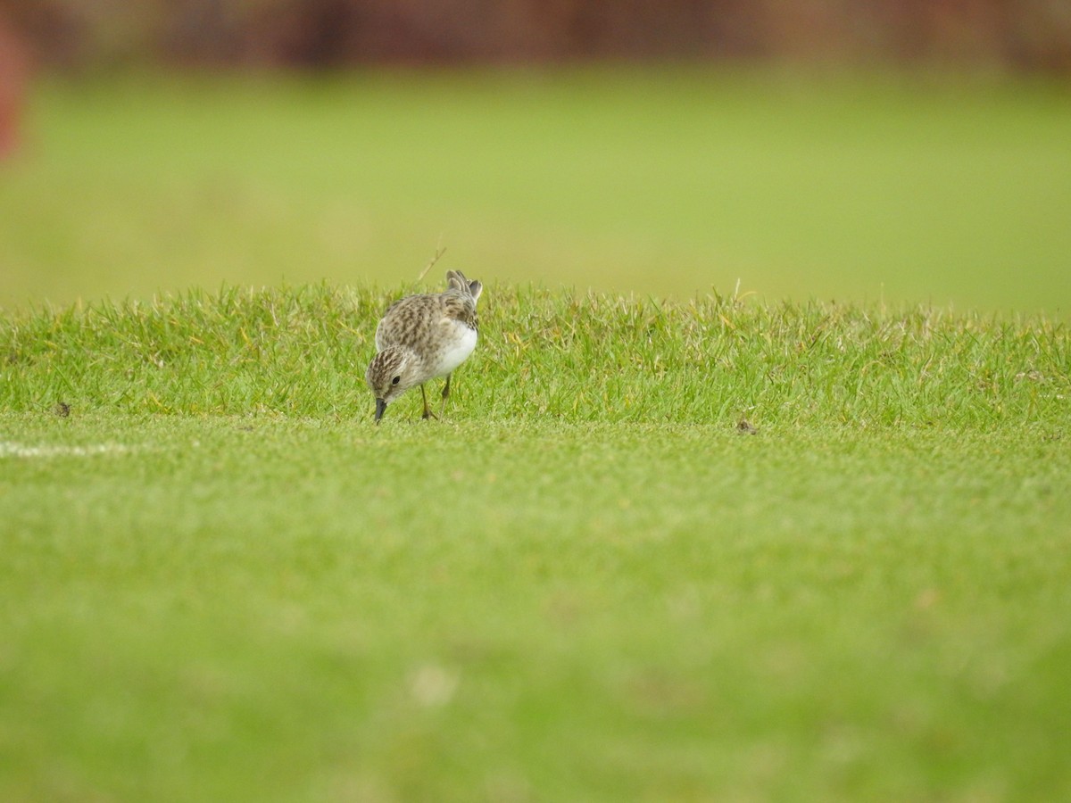 Least Sandpiper - ML635733230