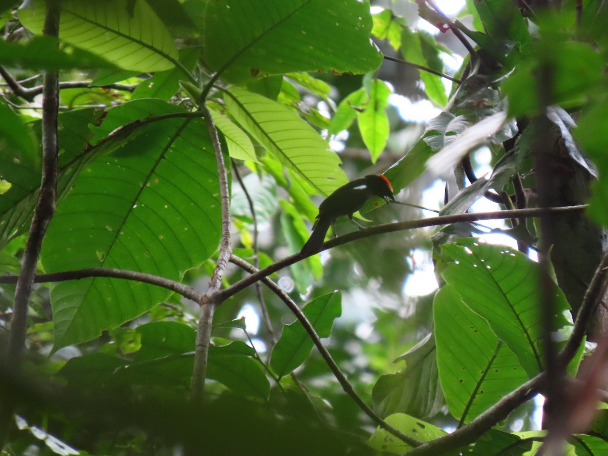 Flame-crested Tanager - ML635733269