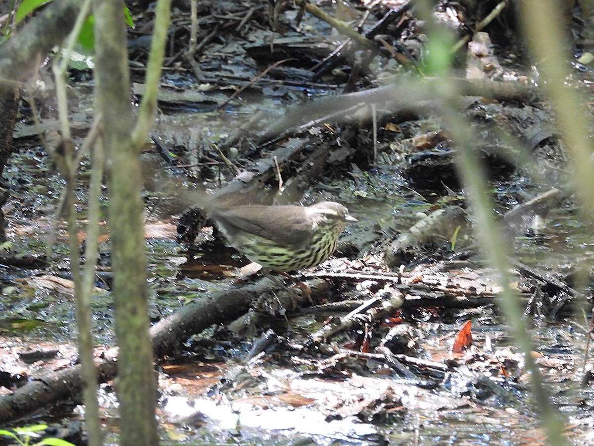 Louisiana/Northern Waterthrush - ML635733285