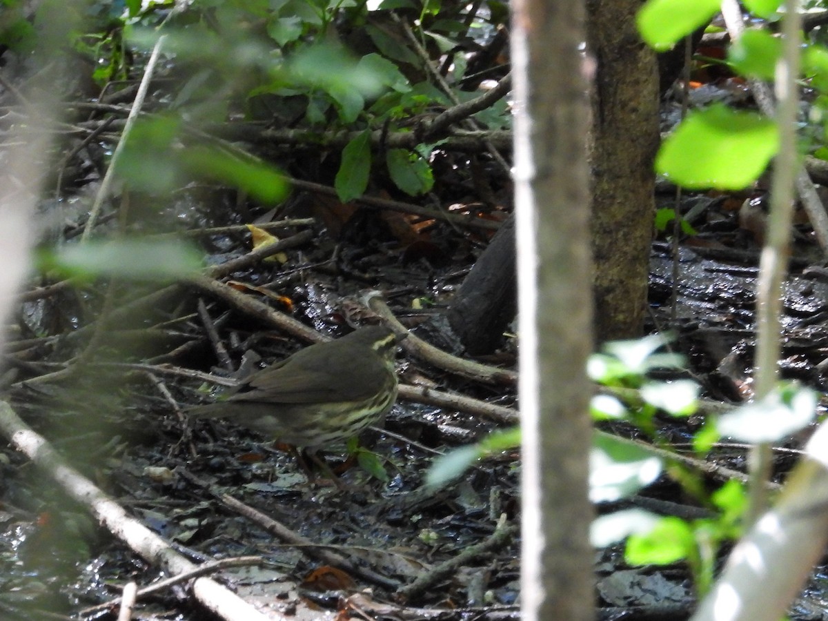 Louisiana/Northern Waterthrush - ML635733305
