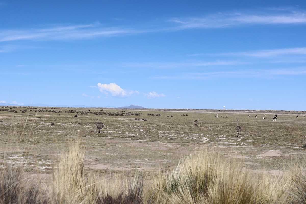 Lesser Rhea - ML635733316