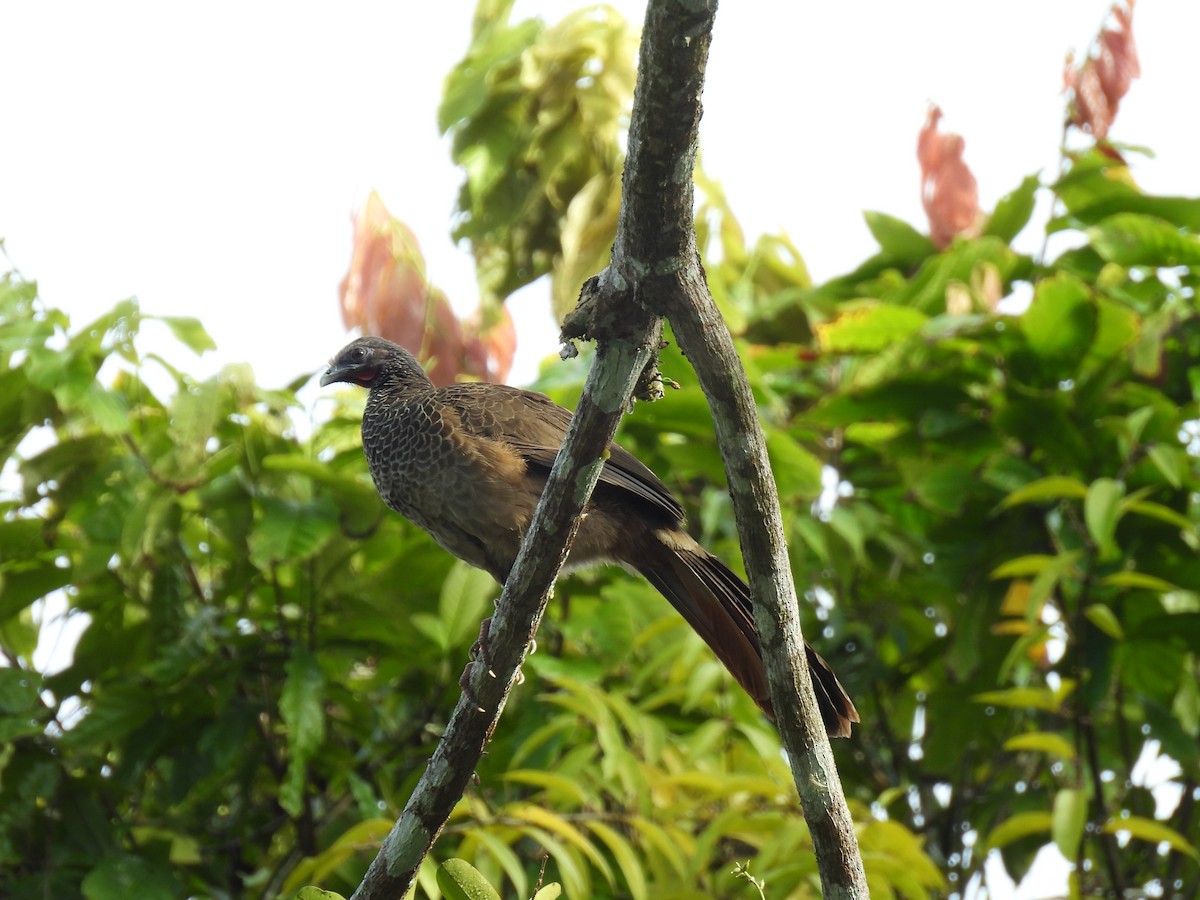 Colombian Chachalaca - ML635733319