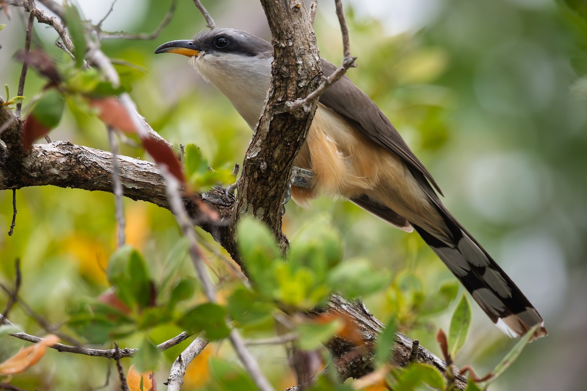 Mangrove Cuckoo - ML635733327