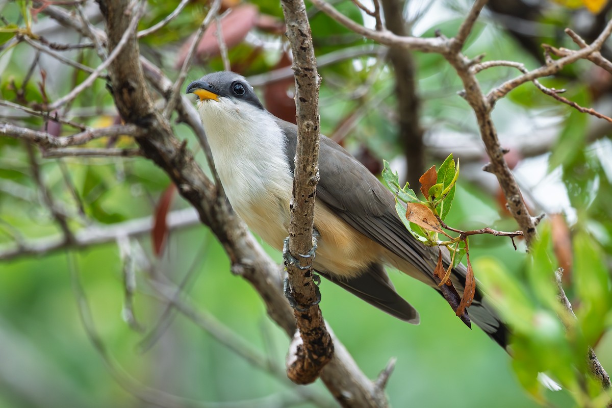 Mangrove Cuckoo - ML635733328