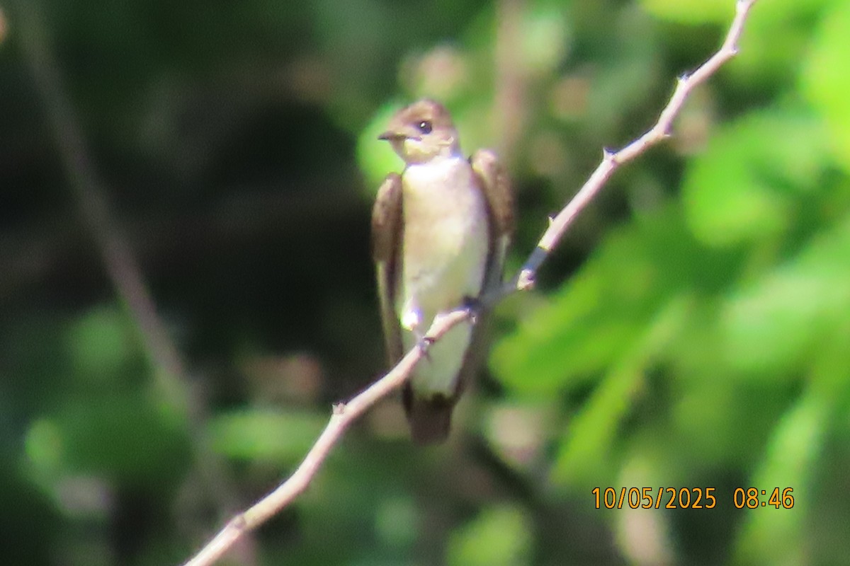 Southern Rough-winged Swallow - ML635733336
