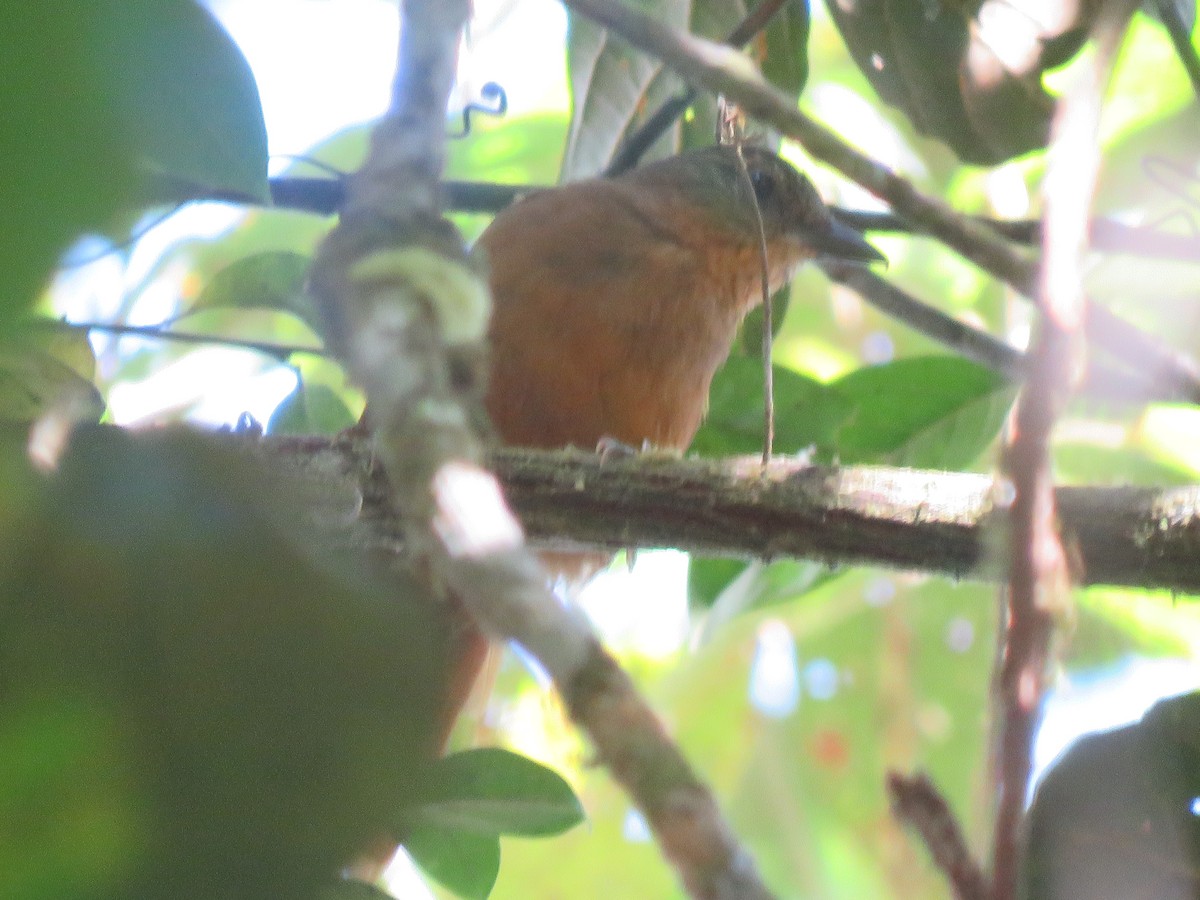 Streak-capped Treehunter - ML635733355