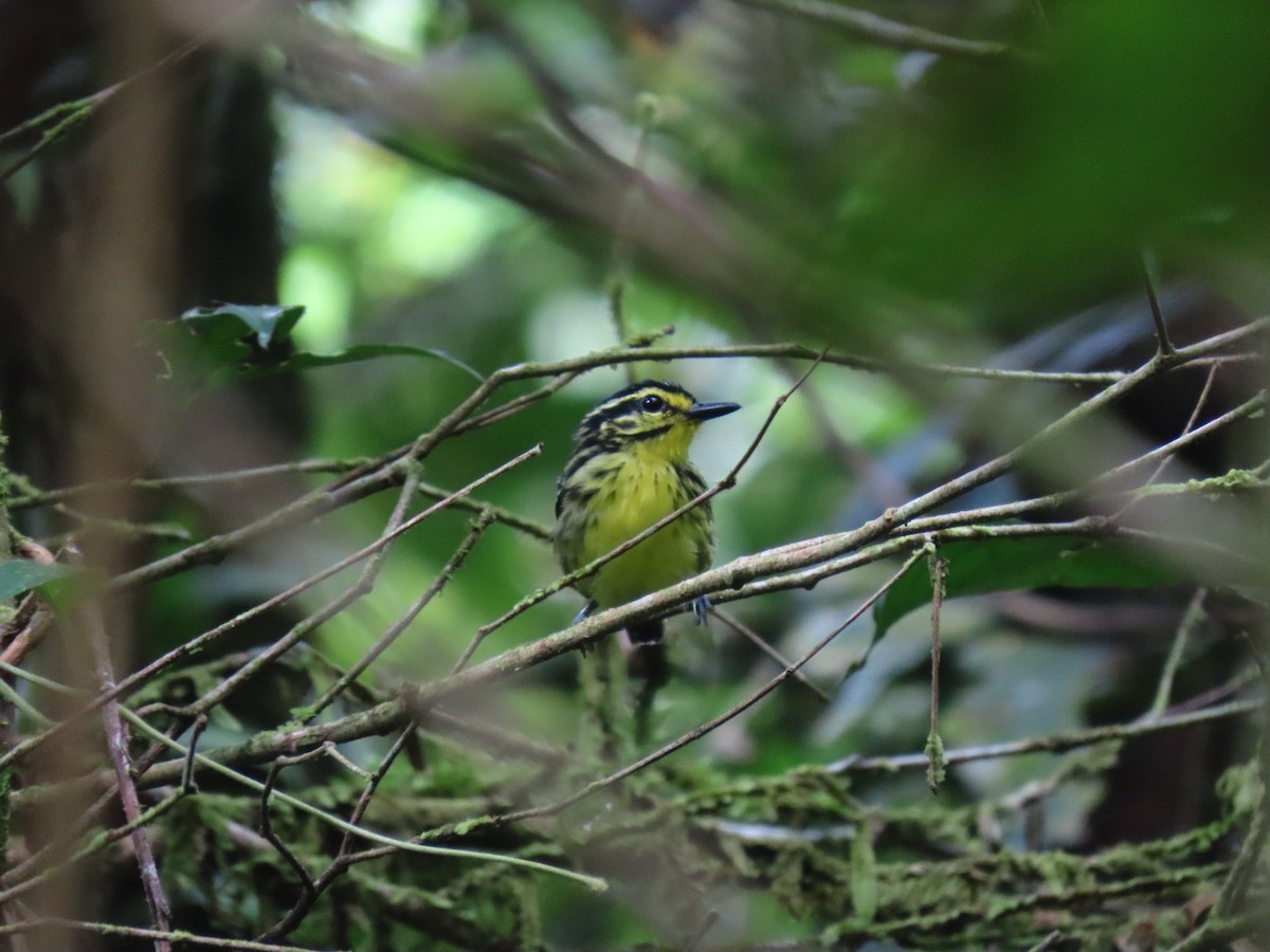 Yellow-browed Antbird - ML635733373