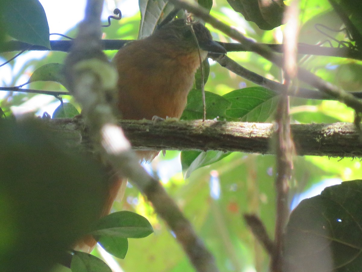 Streak-capped Treehunter - ML635733374