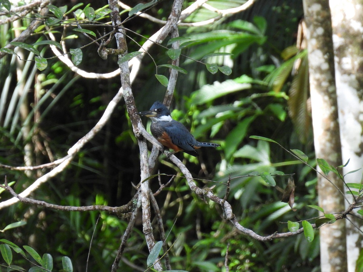 Ringed Kingfisher - ML635733395