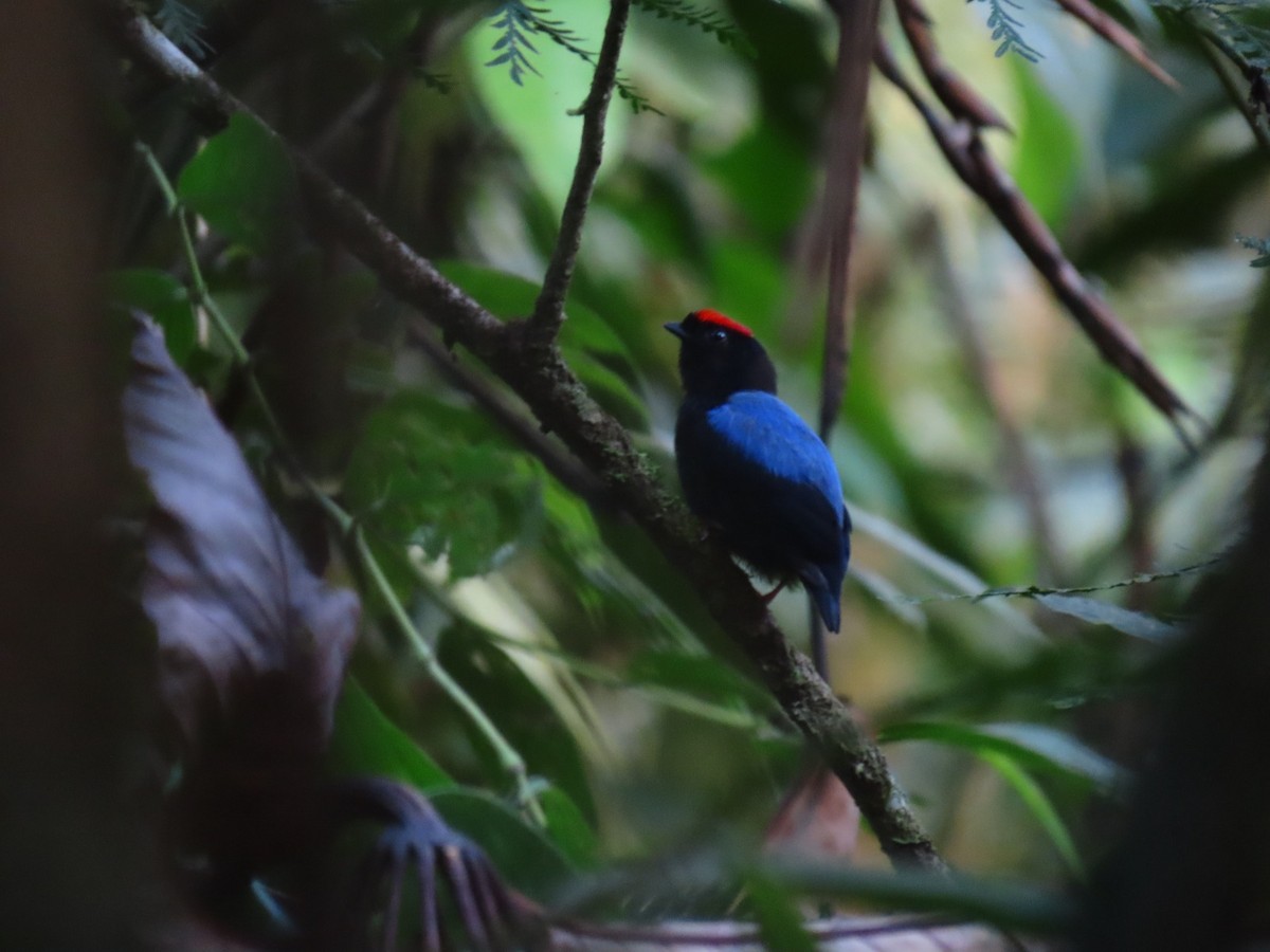 Blue-backed Manakin - ML635733423