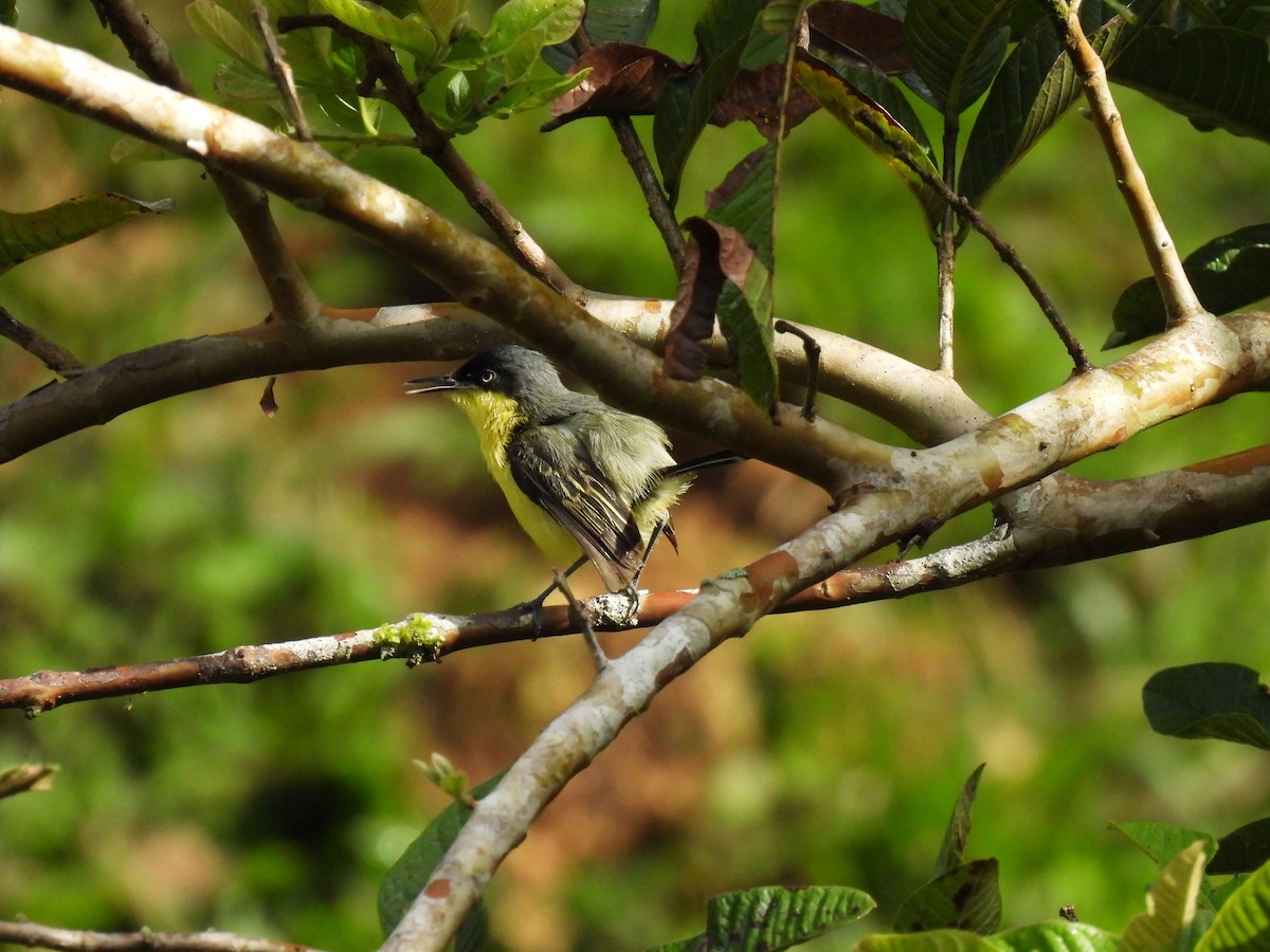 Common Tody-Flycatcher - ML635733462
