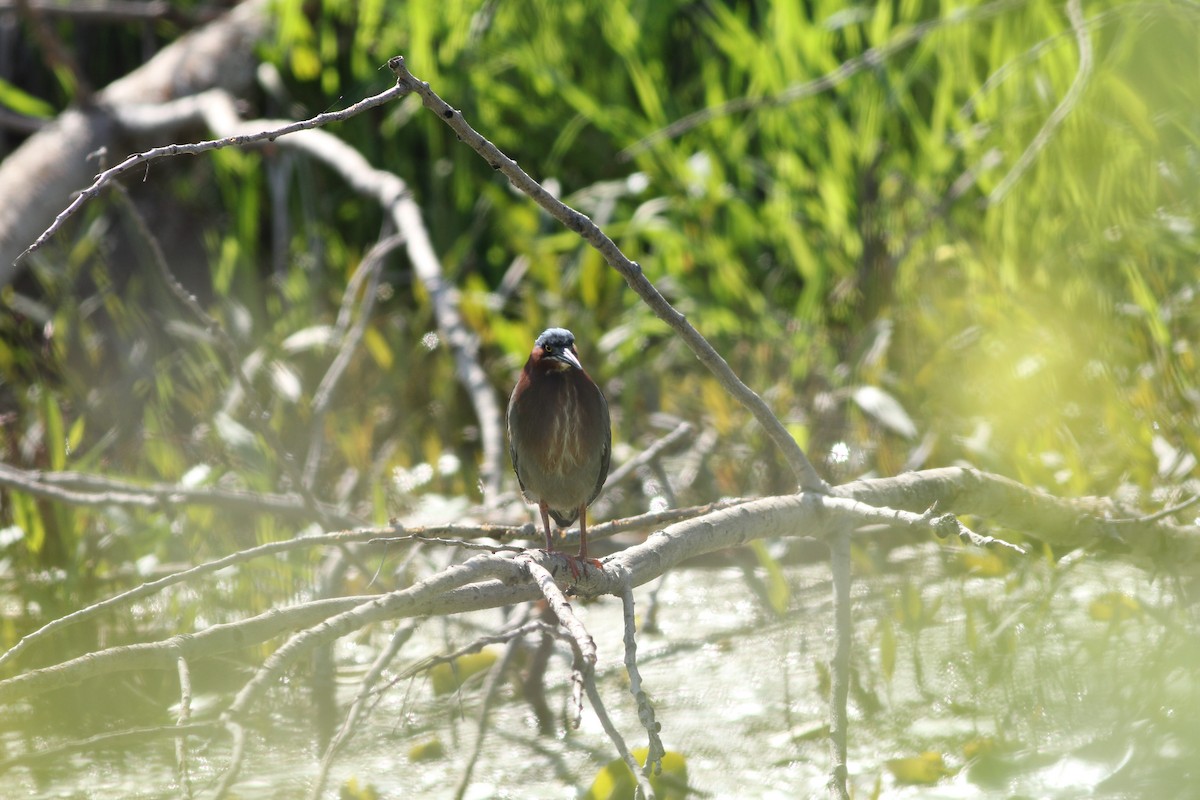Green Heron - ML635733495