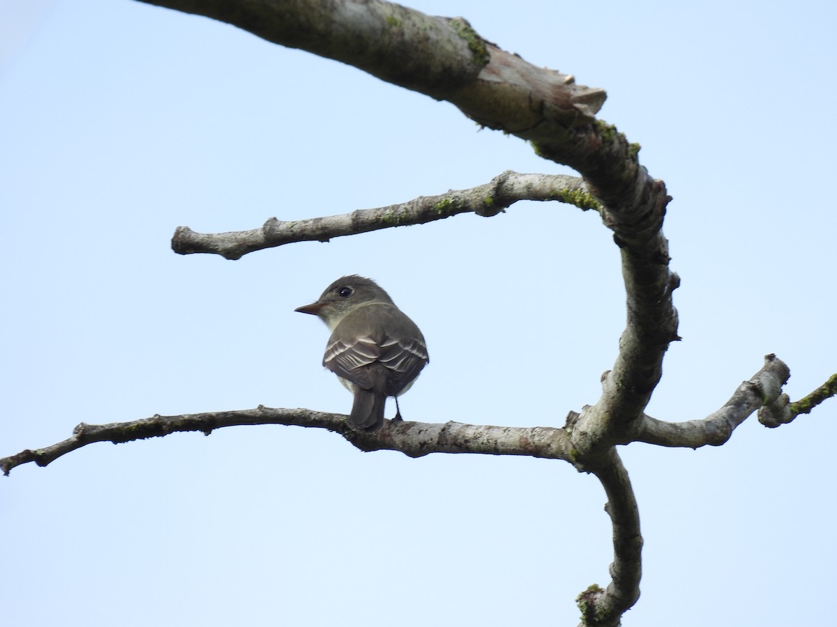 Yellow-crowned Tyrannulet - ML635733573