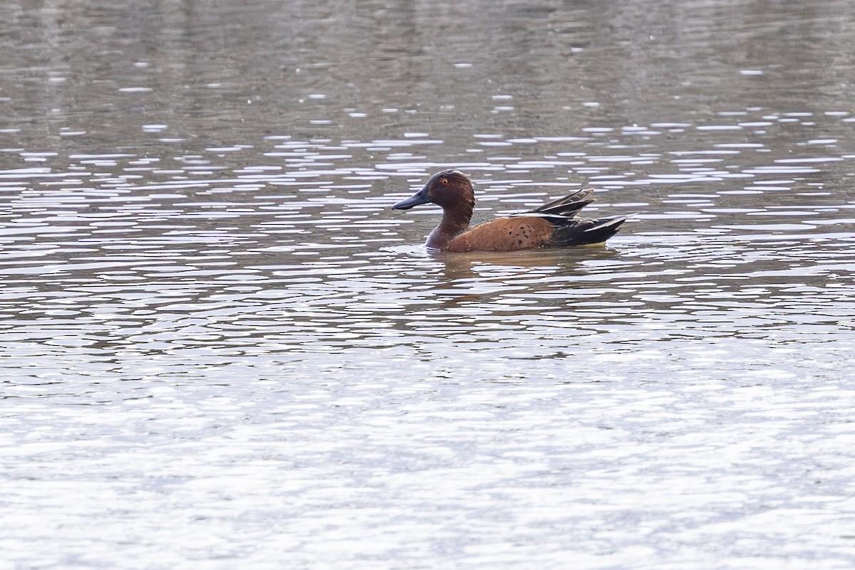 Cinnamon Teal - ML635733612