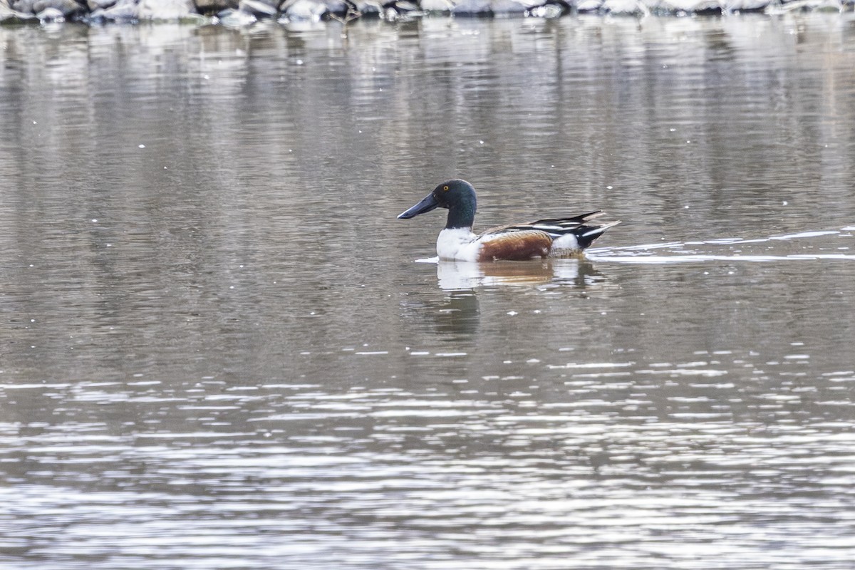 Northern Shoveler - ML635733616