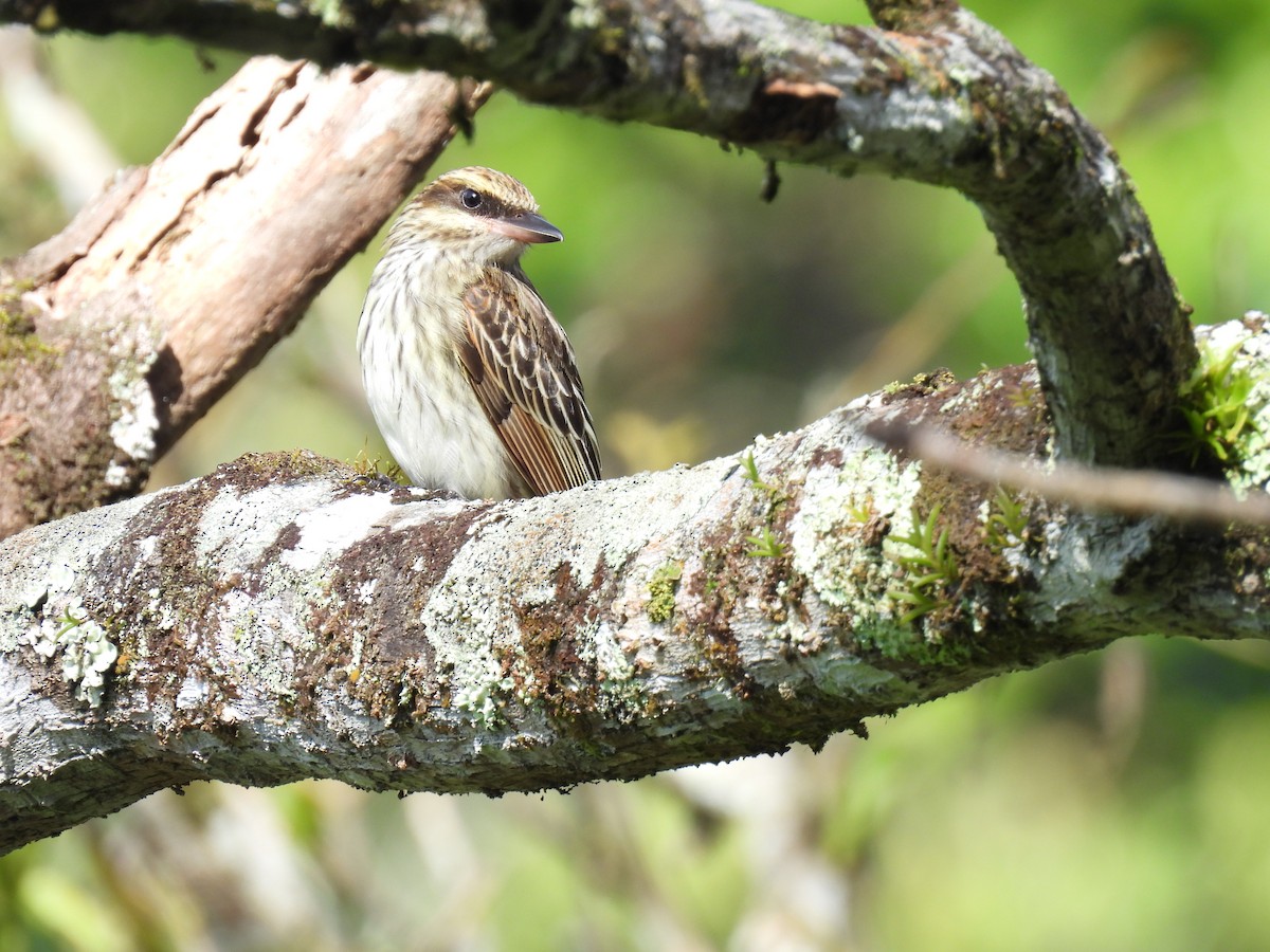 Streaked Flycatcher - ML635733756