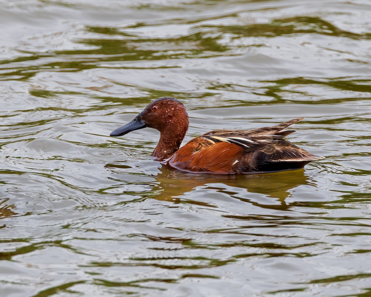 Cinnamon Teal - ML635733838