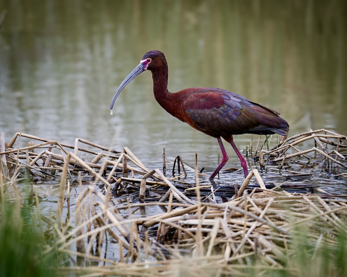 White-faced Ibis - ML635733856