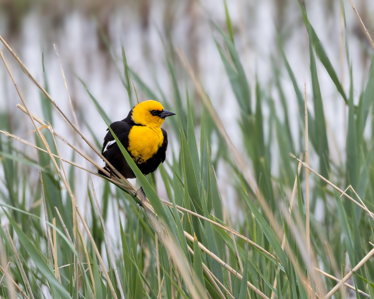 Yellow-headed Blackbird - ML635733869