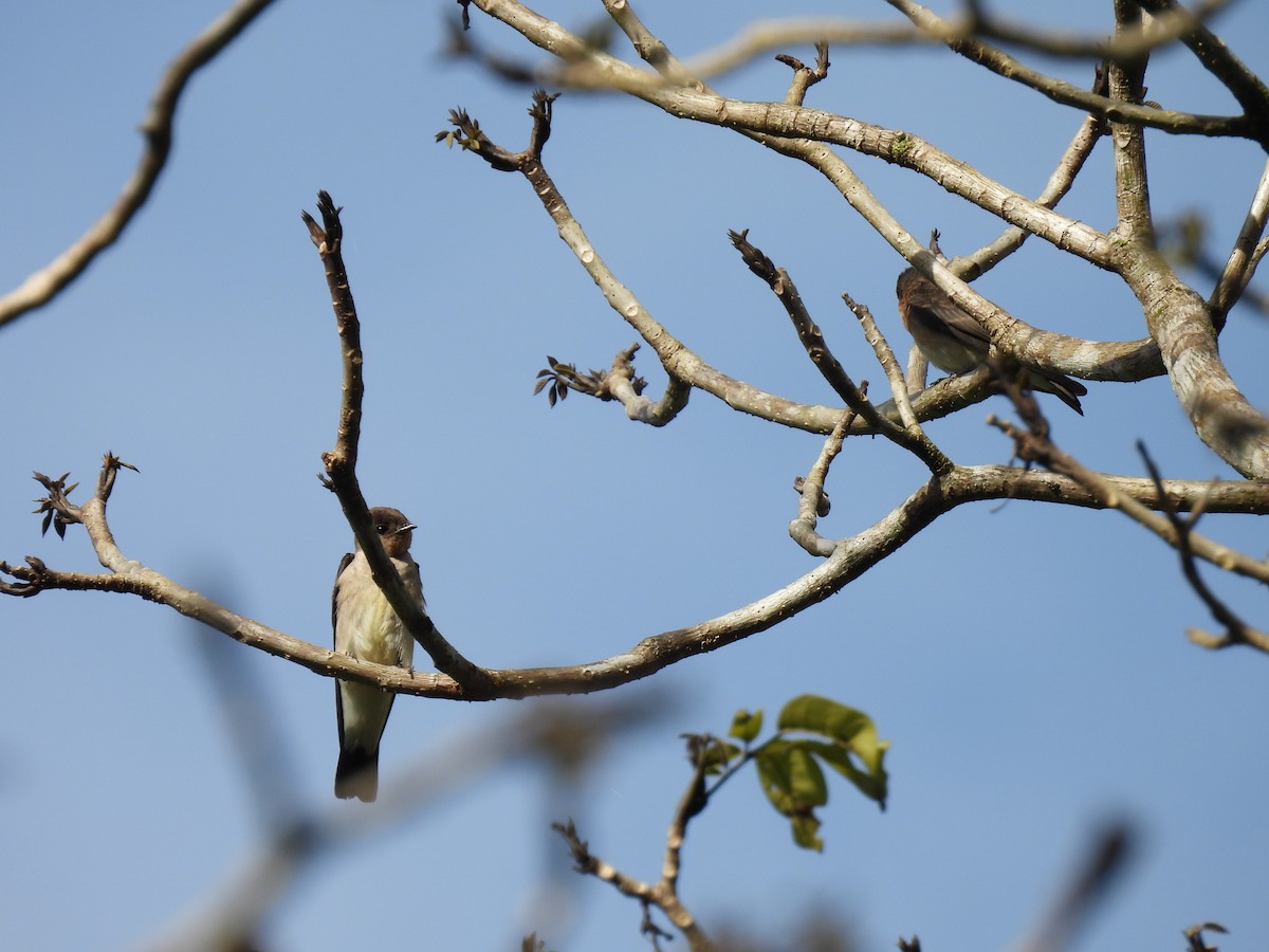 Southern Rough-winged Swallow - ML635733873