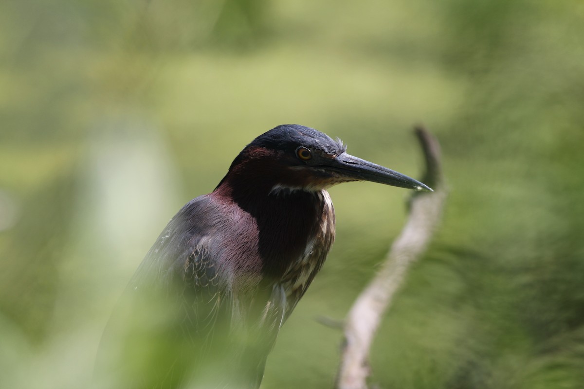 Green Heron - ML635733876