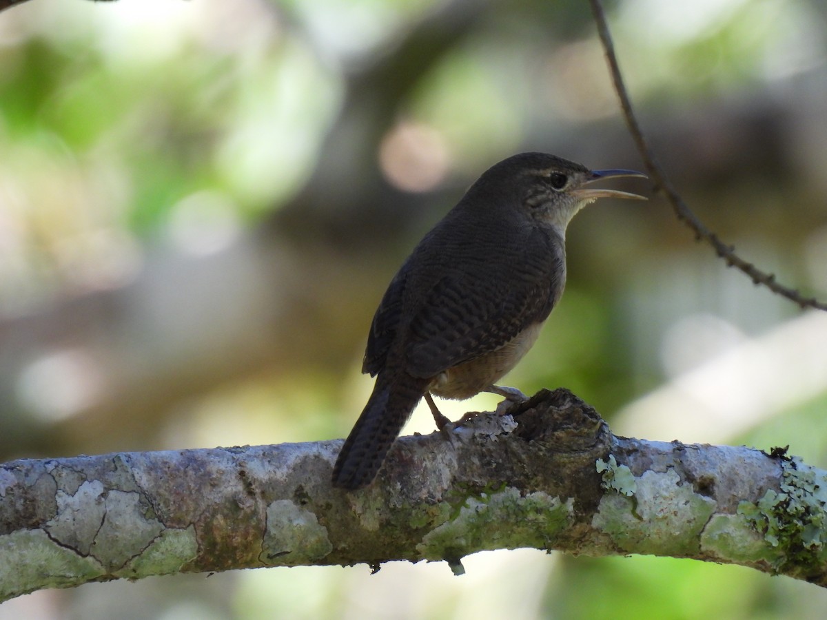 Southern House Wren - ML635733911