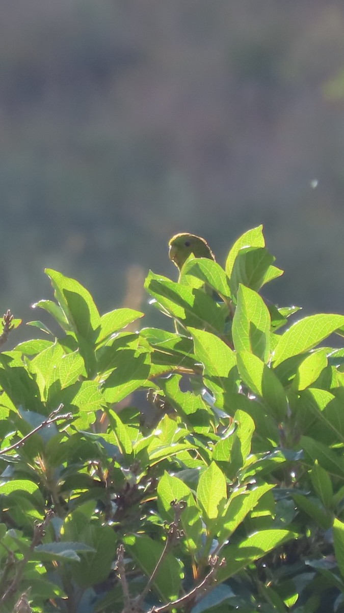 Andean Parakeet - ML635733962