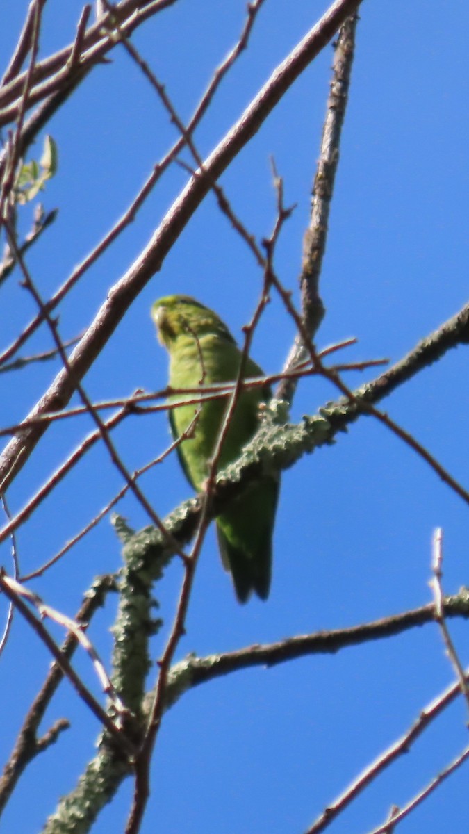 Andean Parakeet - ML635733963
