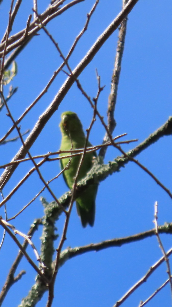 Andean Parakeet - ML635733964
