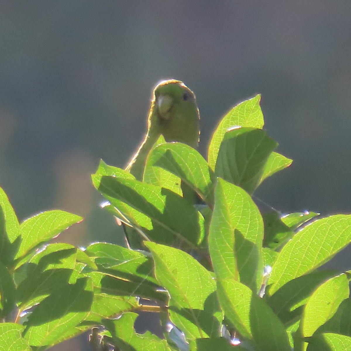 Andean Parakeet - ML635733965