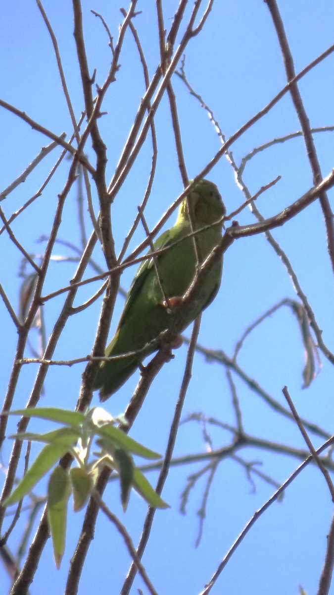 Andean Parakeet - ML635733966