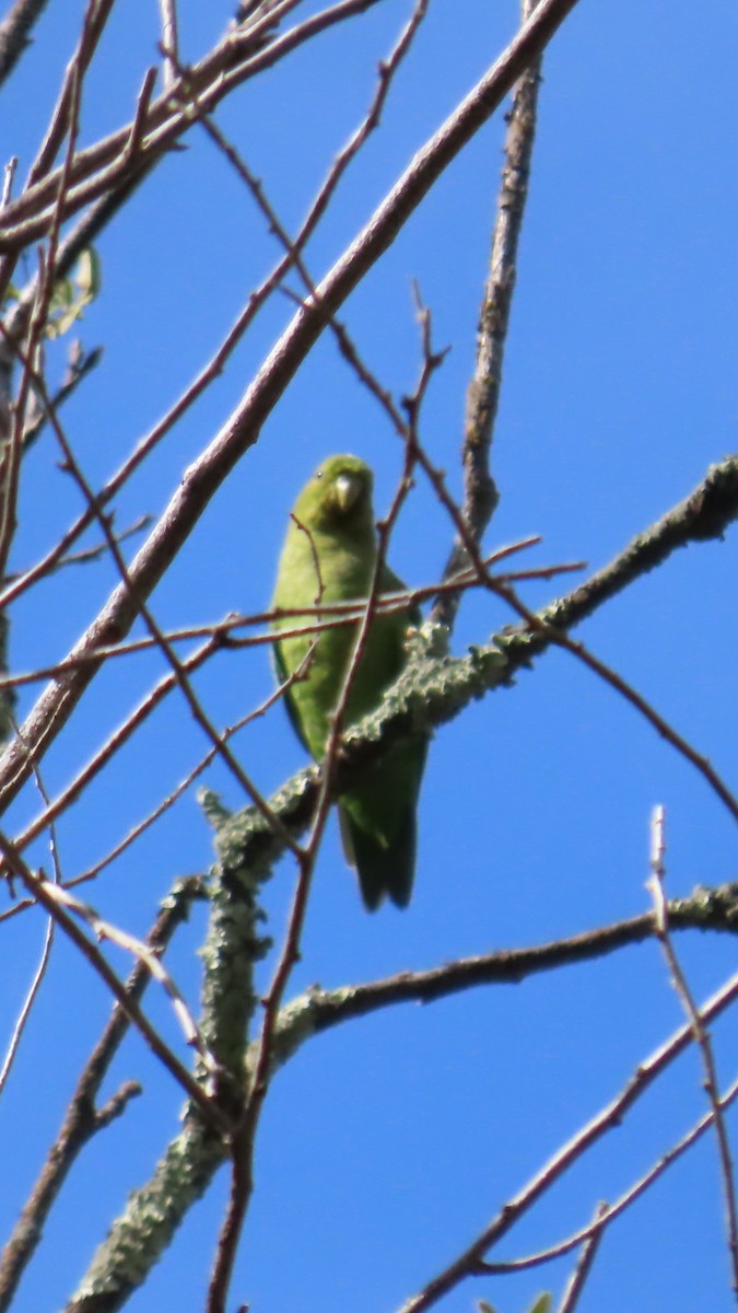 Andean Parakeet - ML635733968