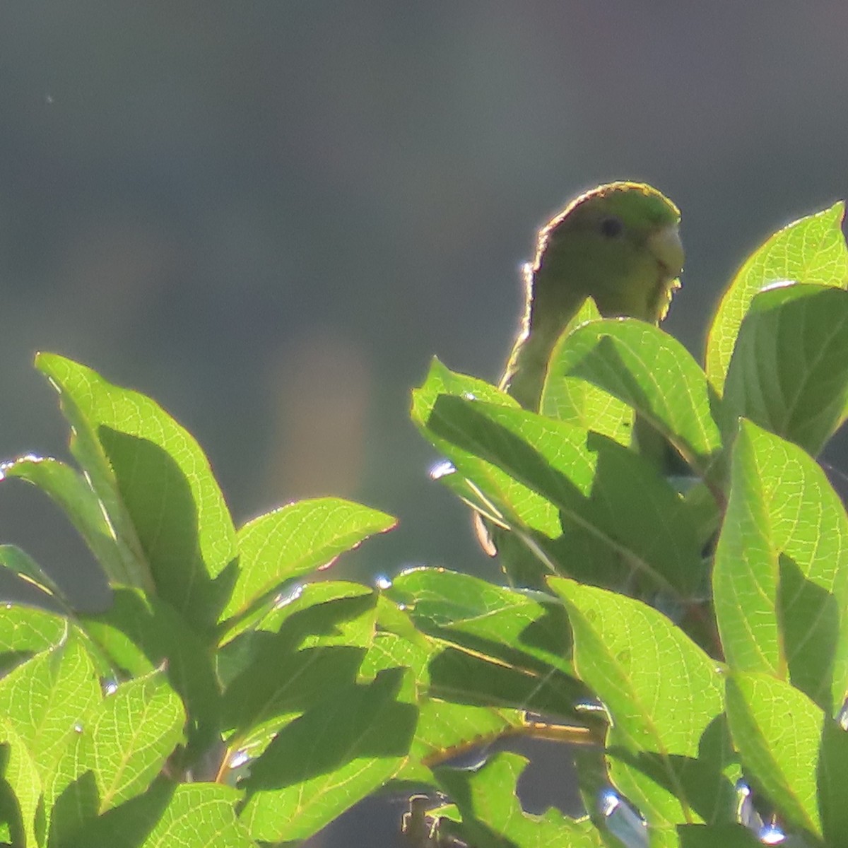 Andean Parakeet - ML635733969