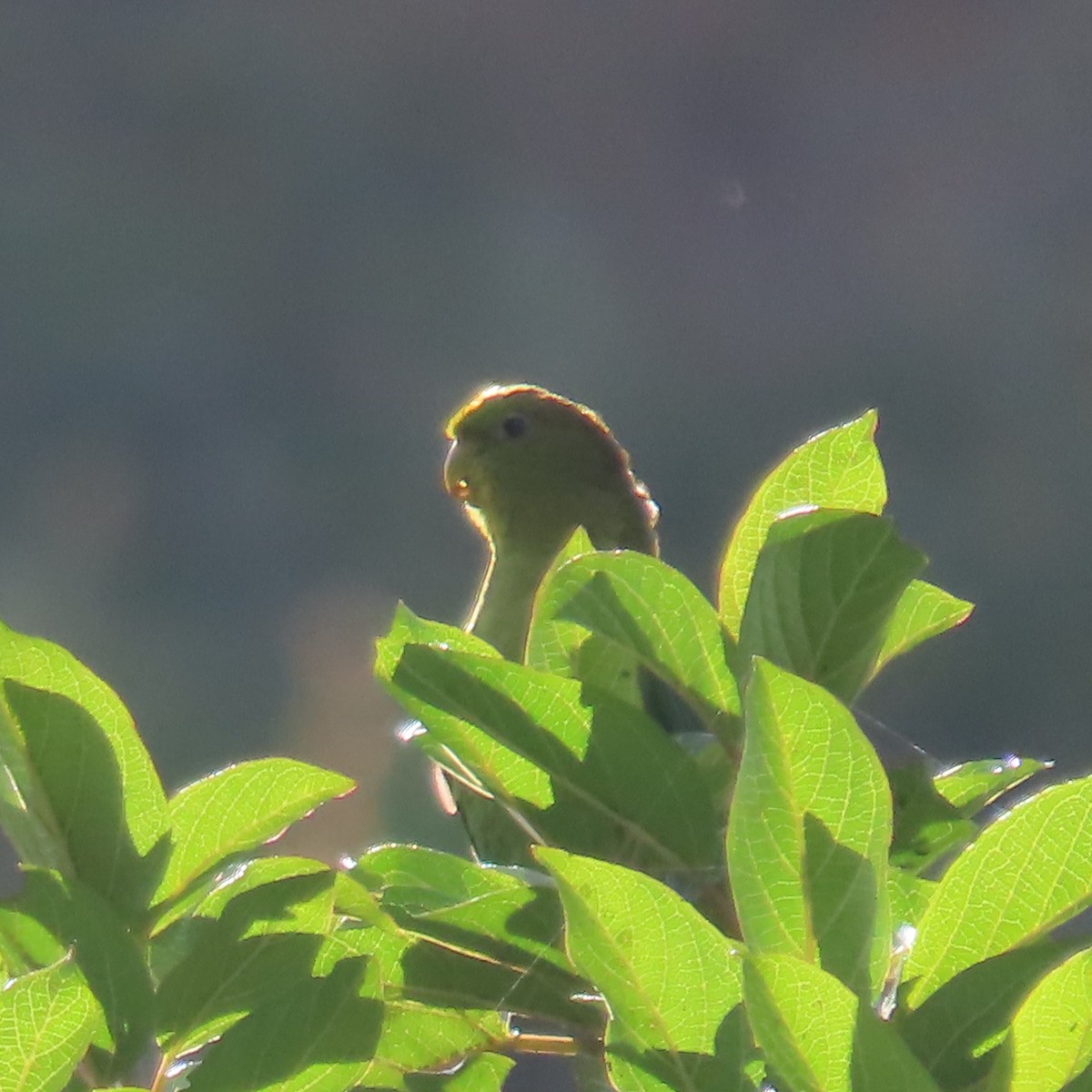 Andean Parakeet - ML635733970