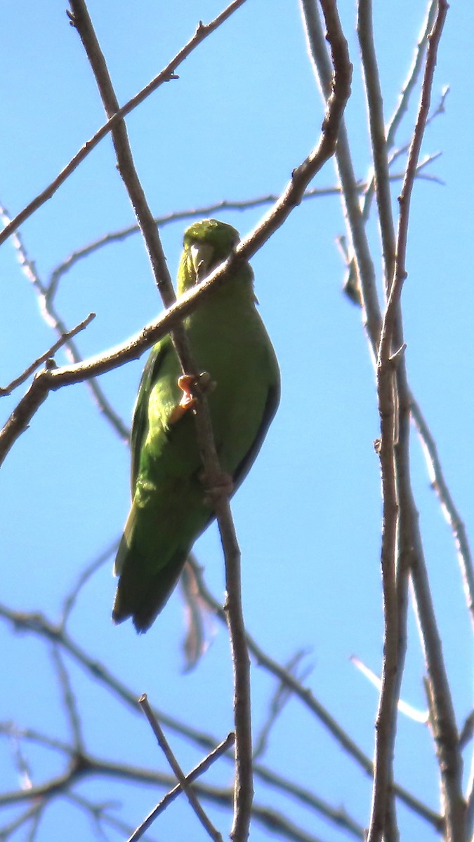 Andean Parakeet - ML635733971