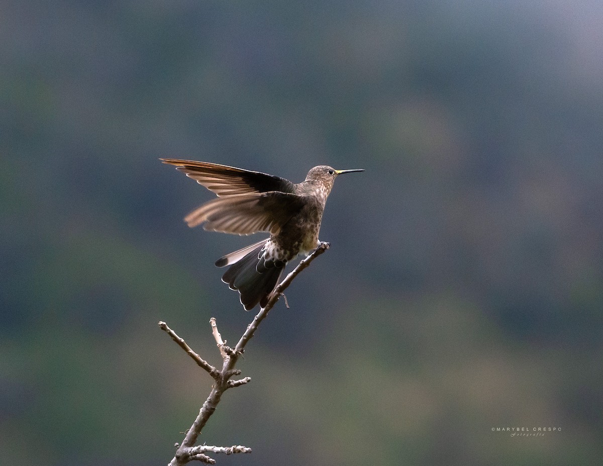 Giant Hummingbird - ML635733994
