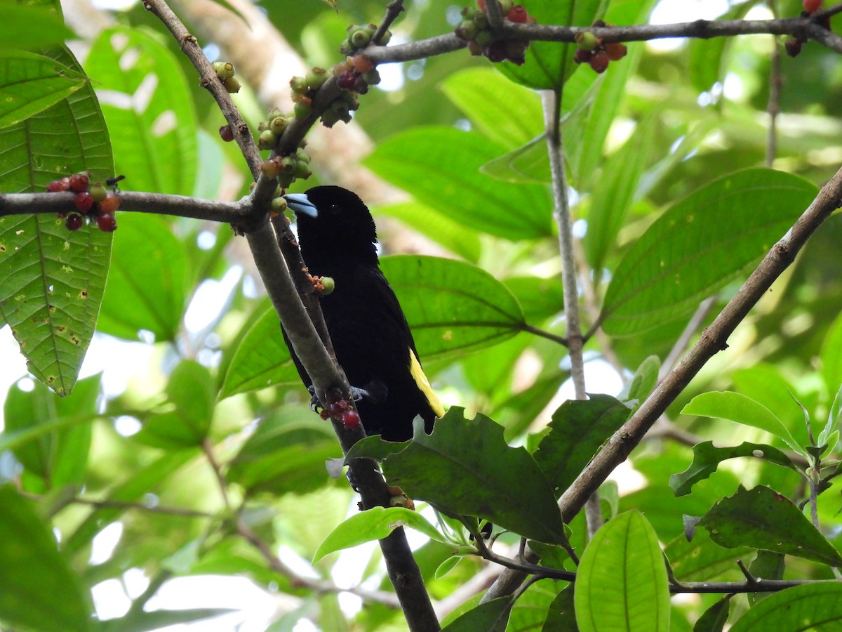 Flame-rumped Tanager - ML635734002